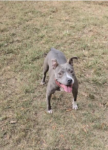 Cherry, Adoptable, Adult Female Mixed Breed & Mixed Breed.