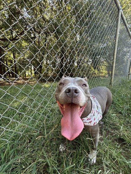 Enlarge Cherry, a Adoptable Mixed Breed in Spartanburg, SC image 2/3