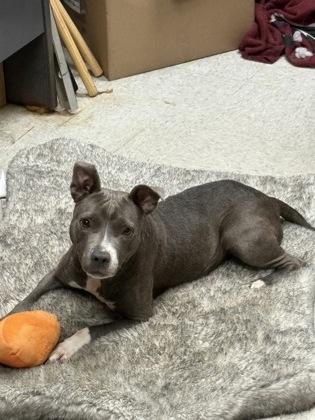 Enlarge Cherry, a Adoptable Mixed Breed in Spartanburg, SC image 3/3