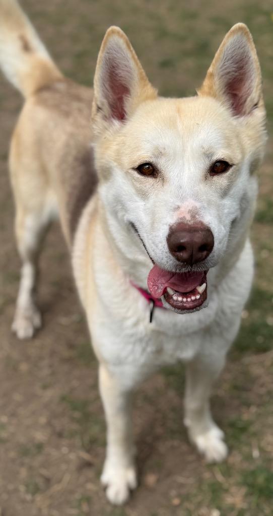 Loki, Adoptable, Adult Female Husky.
