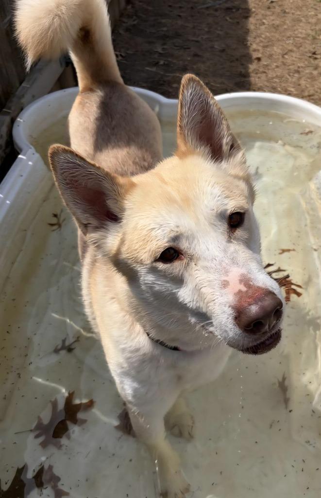 Enlarge Loki, a Adoptable mixed breed in Great Bend, KS image 1/1