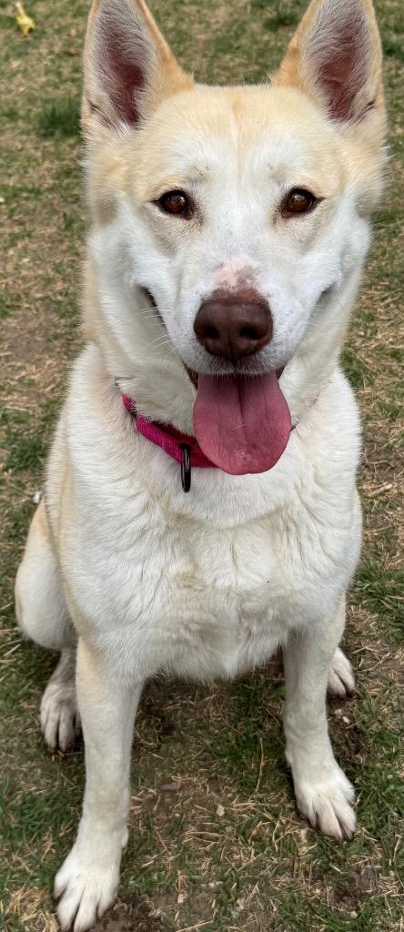Enlarge Loki, a Adoptable mixed breed in Great Bend, KS image 3/3