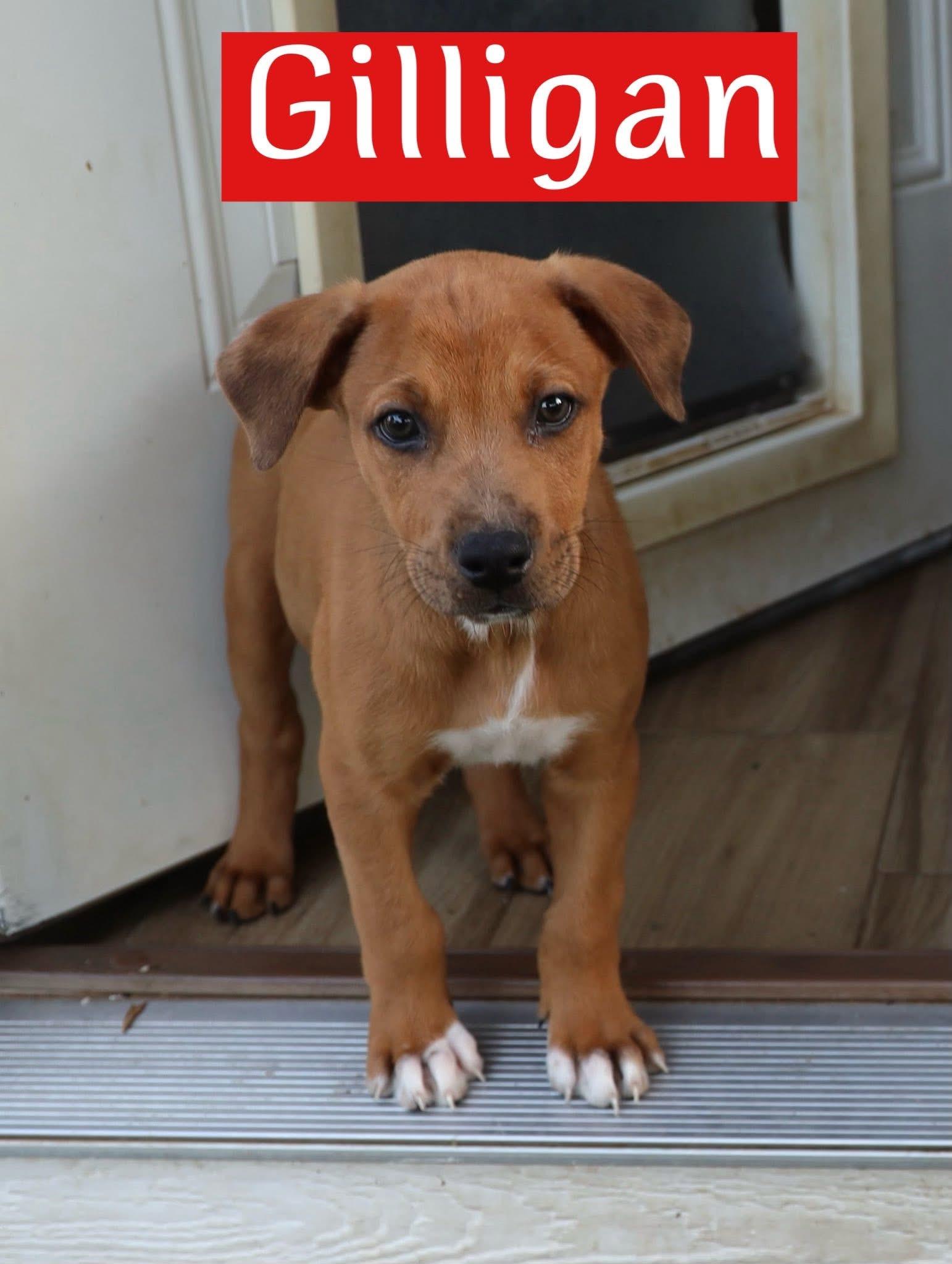 Gilligan