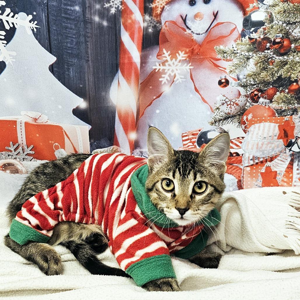 Enlarge Maple, a Adoptable Domestic Short Hair in FAIRWAY, KS image 1/6