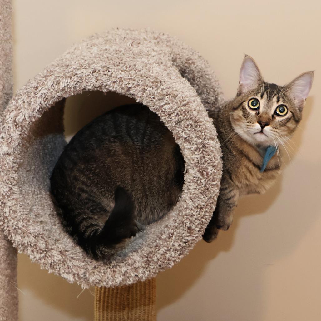 Enlarge Maple, a Adoptable Domestic Short Hair in FAIRWAY, KS image 1/6