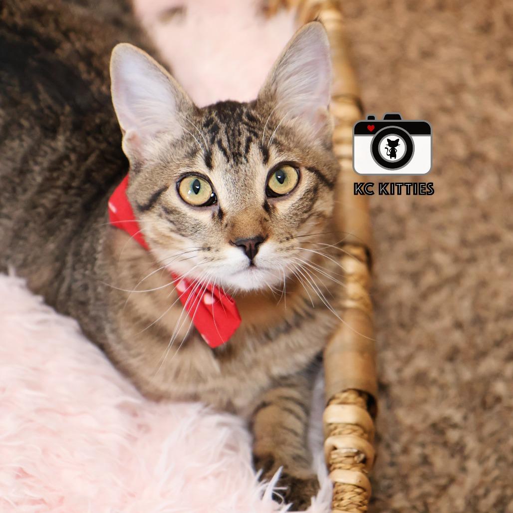 Enlarge Maple, a Adoptable Domestic Short Hair in FAIRWAY, KS image 2/6