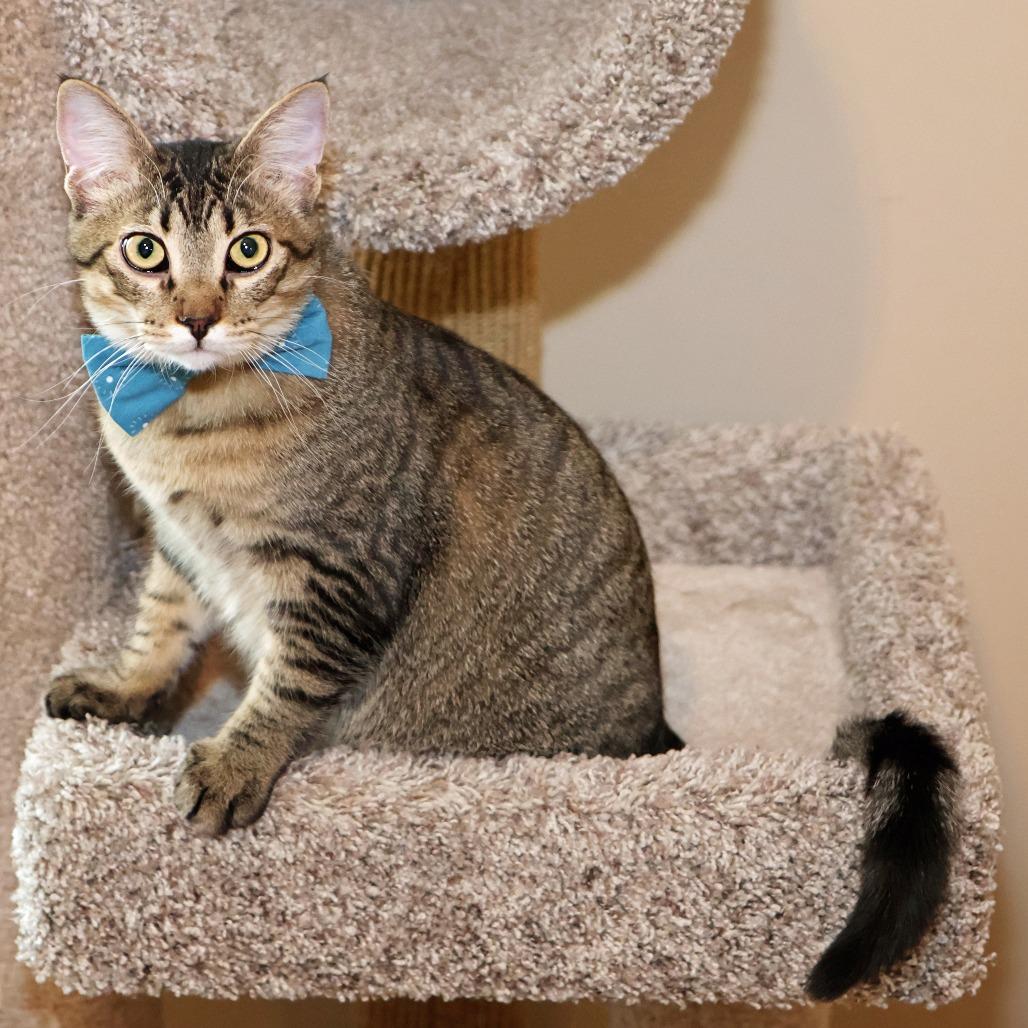 Enlarge Maple, a Adoptable Domestic Short Hair in FAIRWAY, KS image 2/6