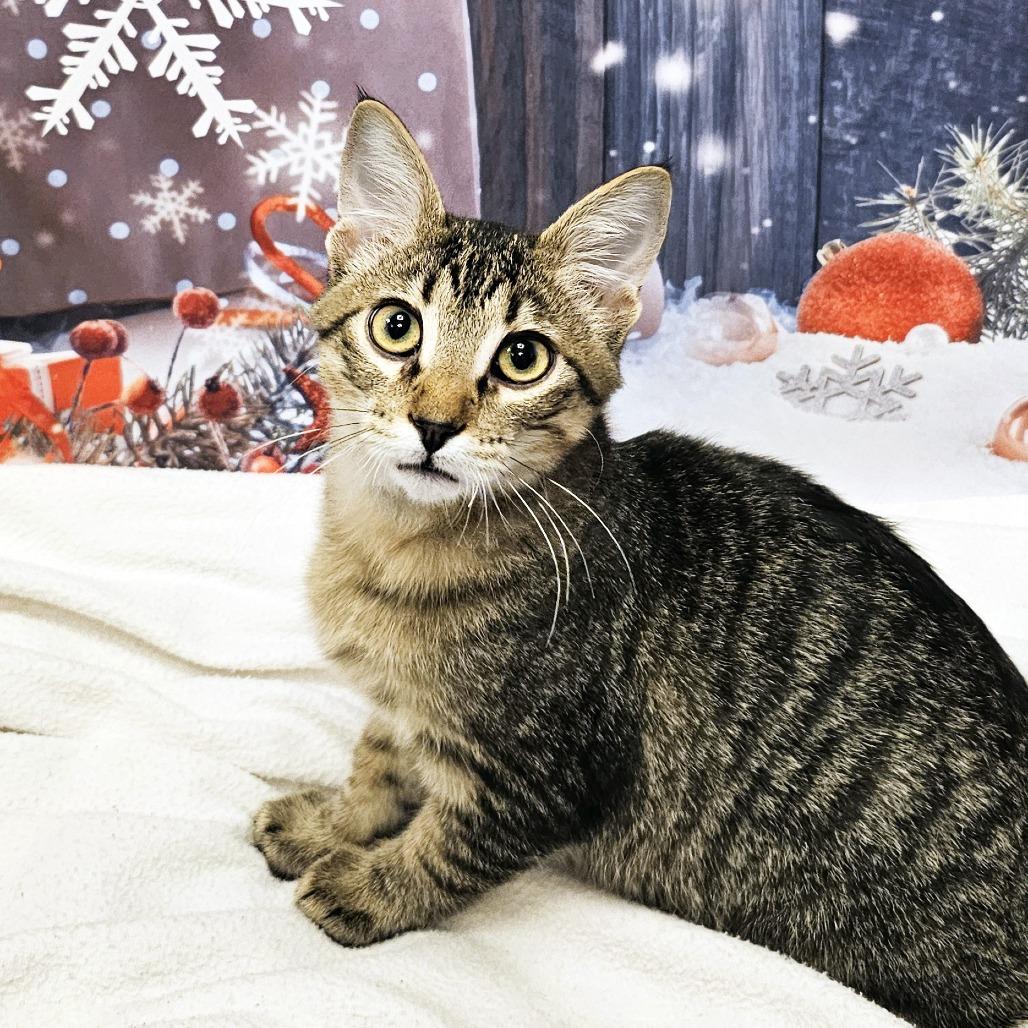 Enlarge Maple, a Adoptable Domestic Short Hair in FAIRWAY, KS image 2/6