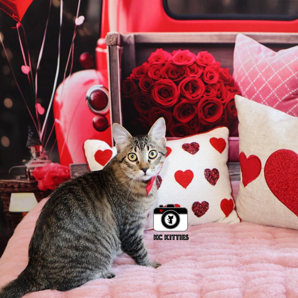 Enlarge Maple, a Adoptable Domestic Short Hair in FAIRWAY, KS image 3/6