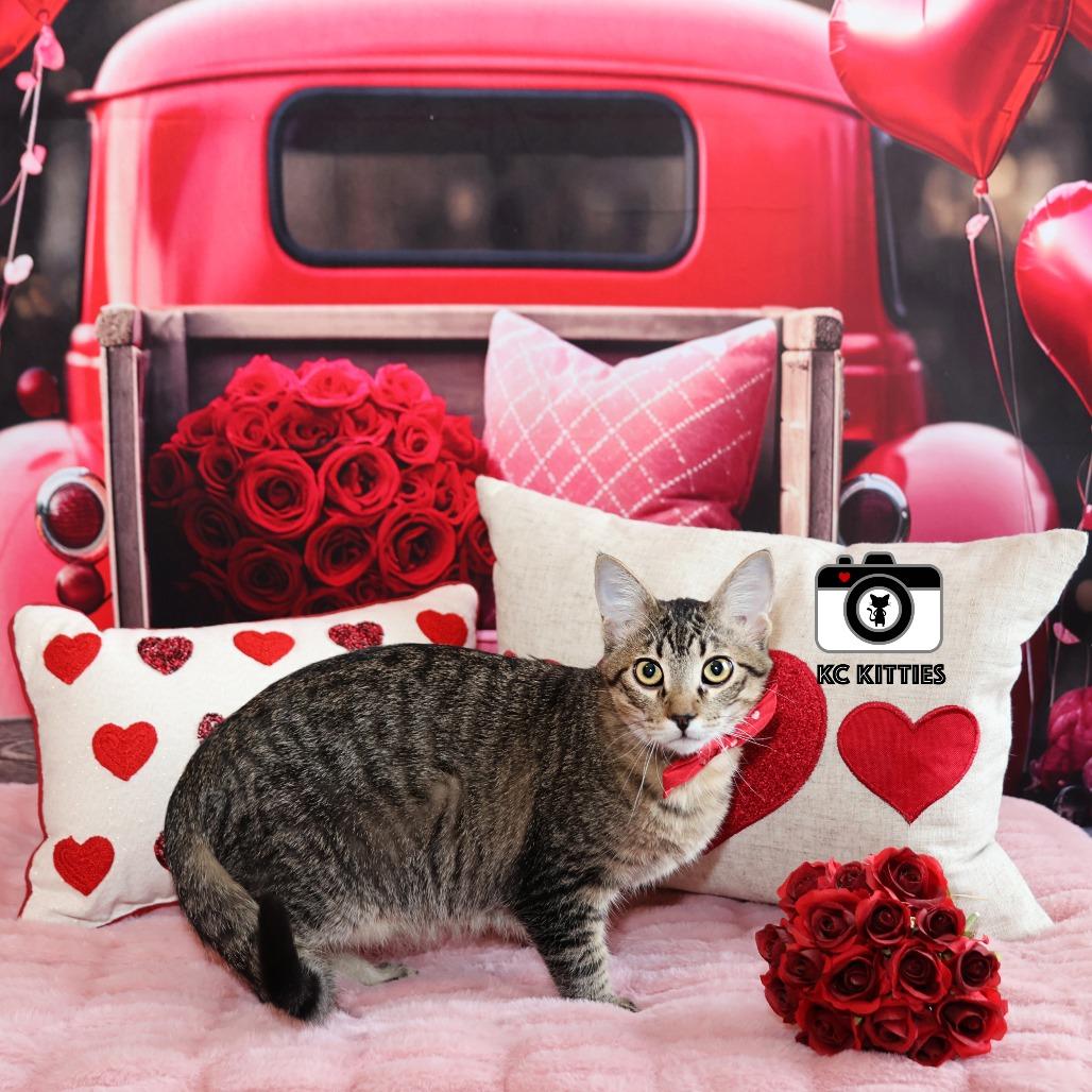 Enlarge Maple, a Adoptable Domestic Short Hair in FAIRWAY, KS image 4/6