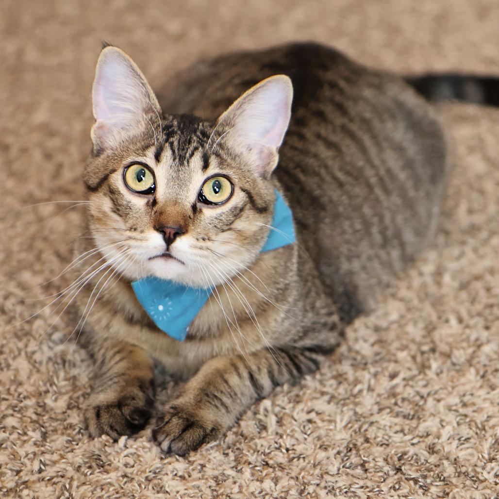 Enlarge Maple, a Adoptable Domestic Short Hair in FAIRWAY, KS image 4/6