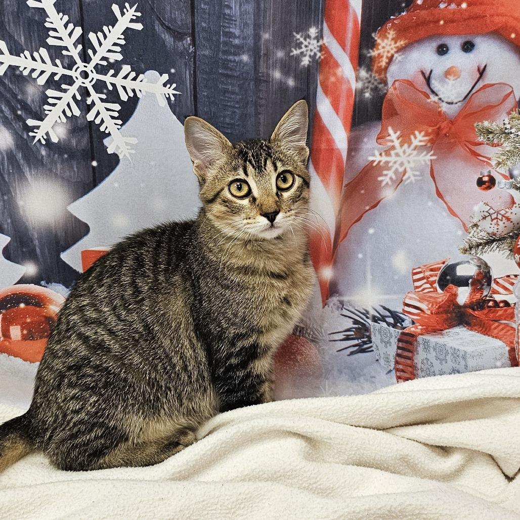 Enlarge Maple, a Adoptable Domestic Short Hair in FAIRWAY, KS image 3/6