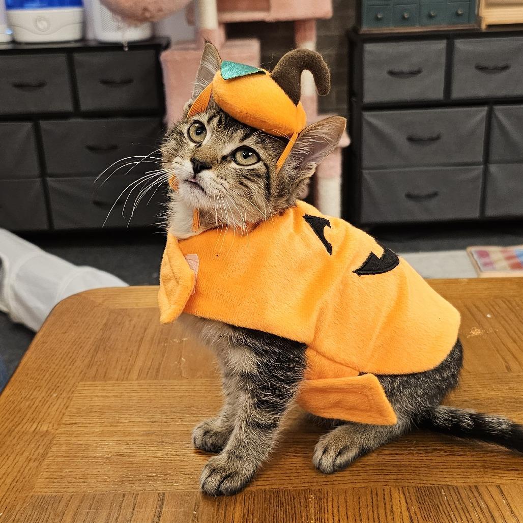 Enlarge Maple, a Adoptable Domestic Short Hair in FAIRWAY, KS image 5/6