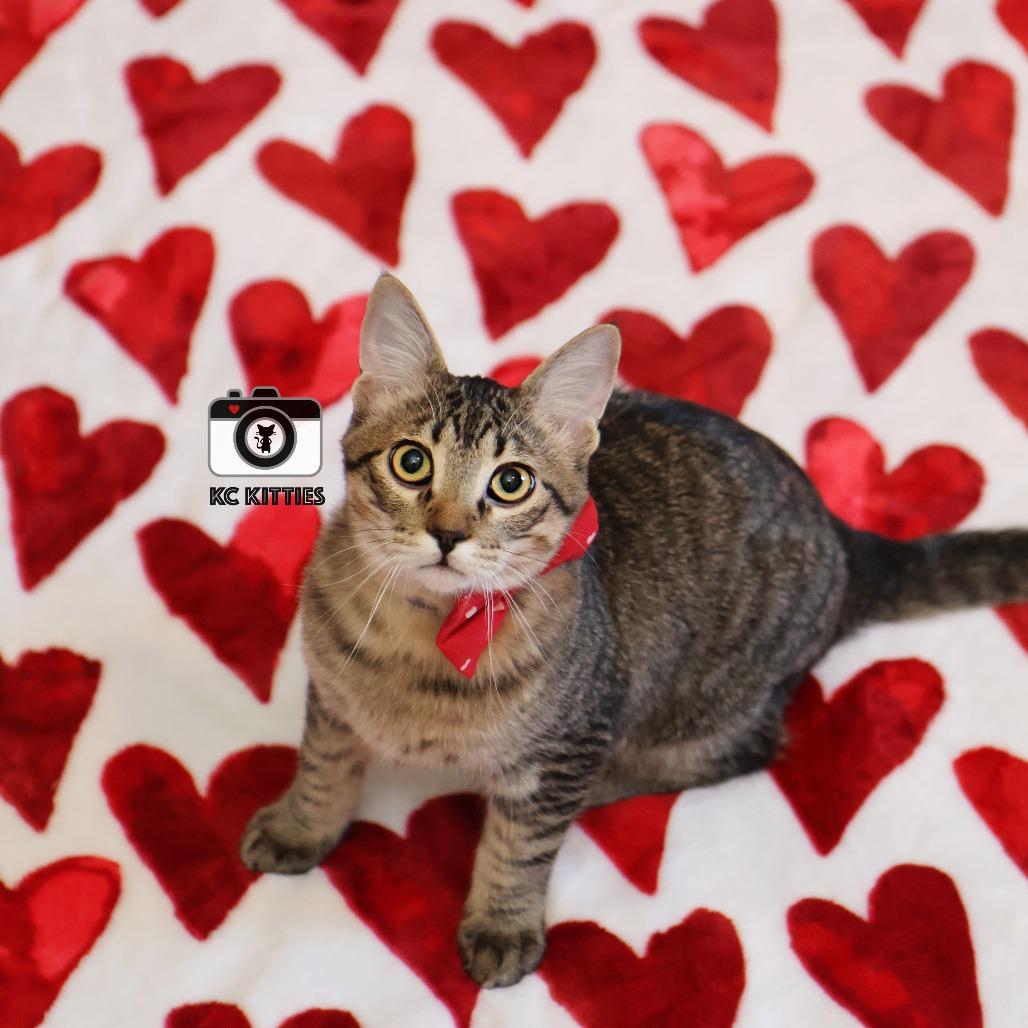 Enlarge Maple, a Adoptable Domestic Short Hair in FAIRWAY, KS image 1/6