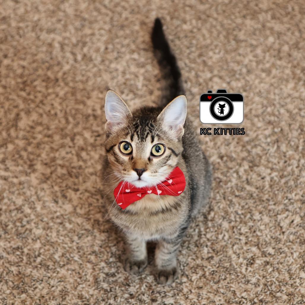 Enlarge Maple, a Adoptable Domestic Short Hair in FAIRWAY, KS image 6/6