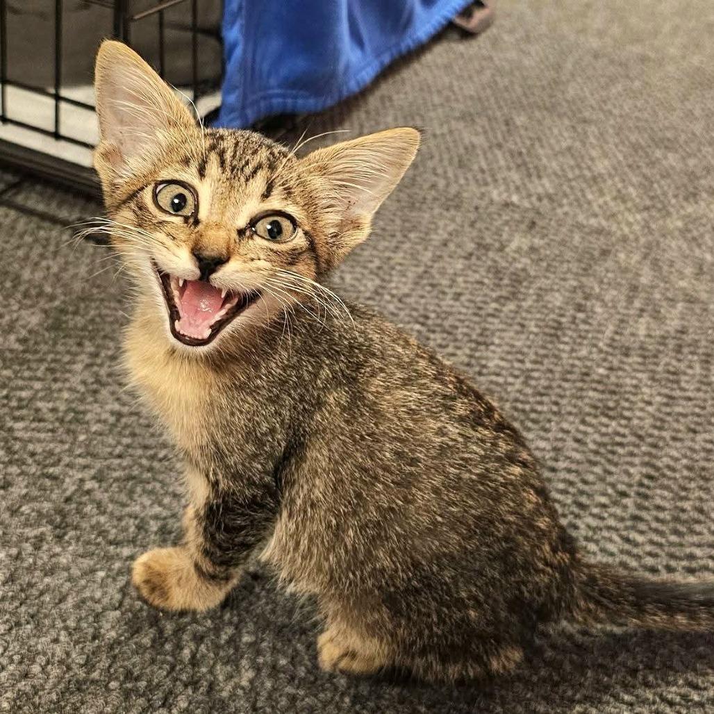 Enlarge Maple, a Adoptable Domestic Short Hair in FAIRWAY, KS image 6/6
