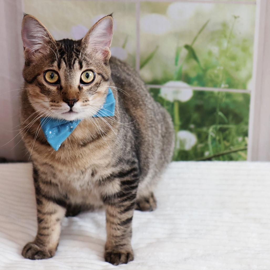 Enlarge Maple, a Adoptable Domestic Short Hair in FAIRWAY, KS image 5/6