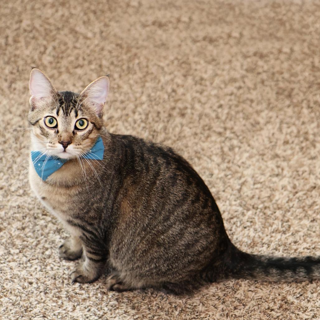 Enlarge Maple, a Adoptable Domestic Short Hair in FAIRWAY, KS image 6/6