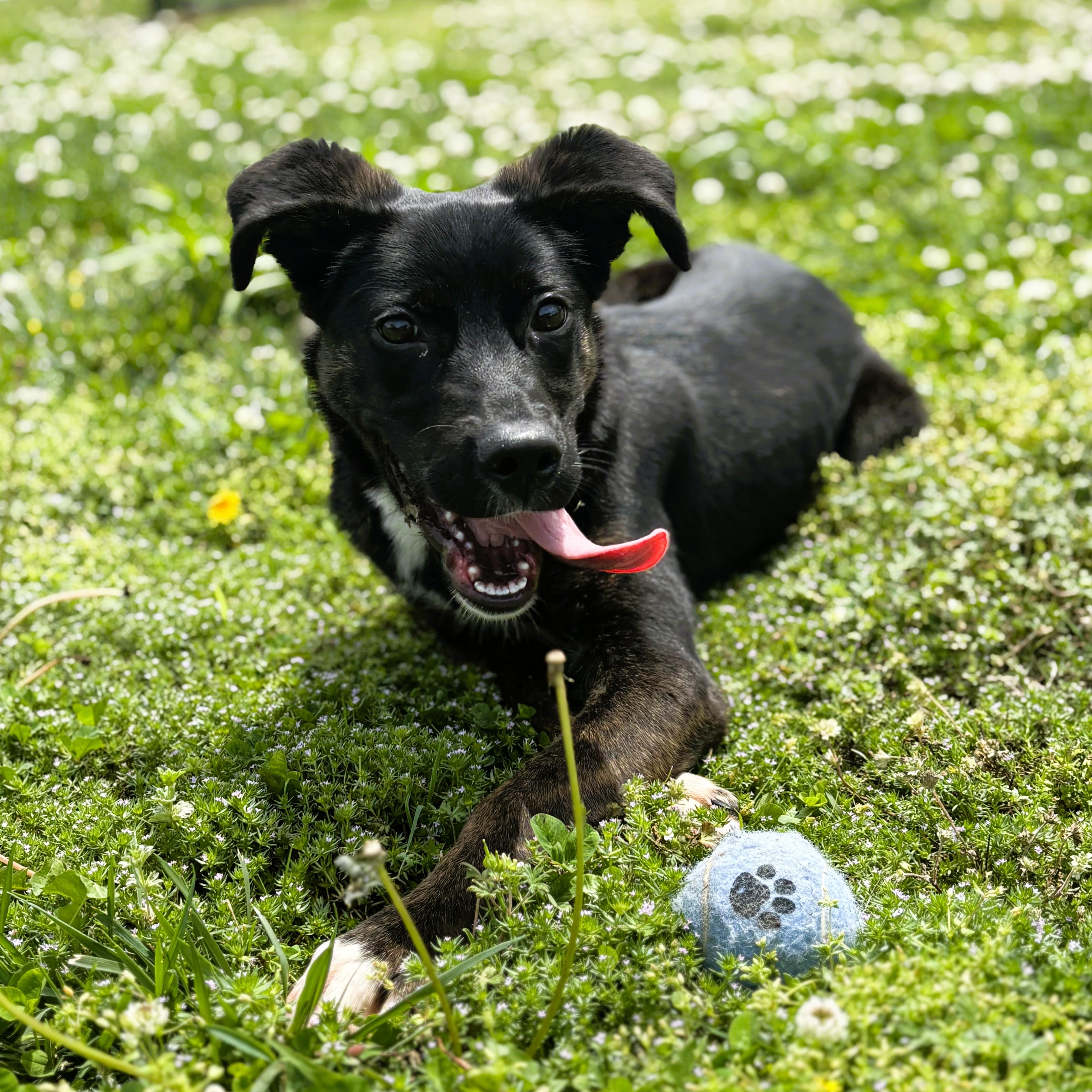 Sandwich, adopted, Puppy Male Shepherd.