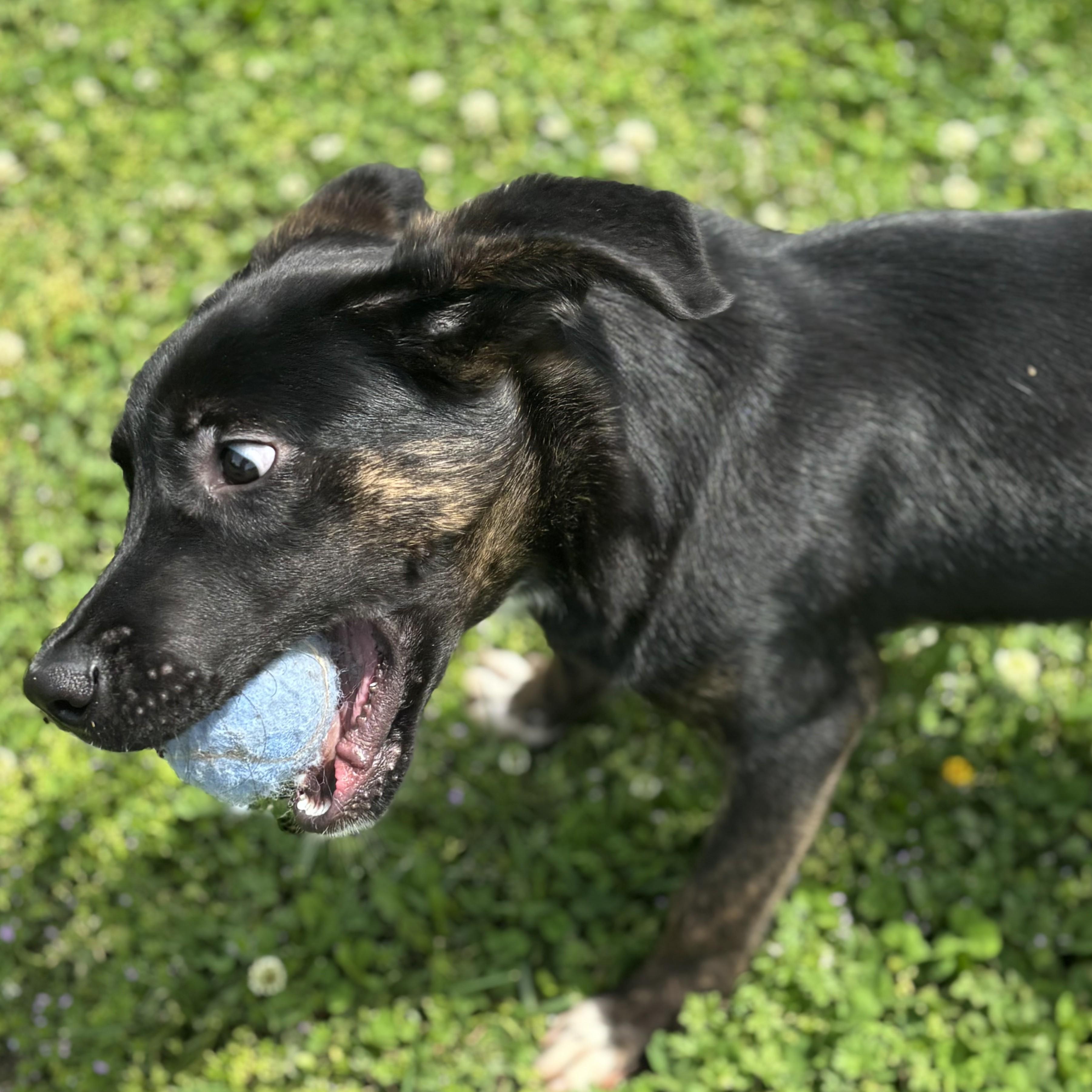 Enlarge Sandwich, an adopted mixed breed in Lowell, AR image 5/6