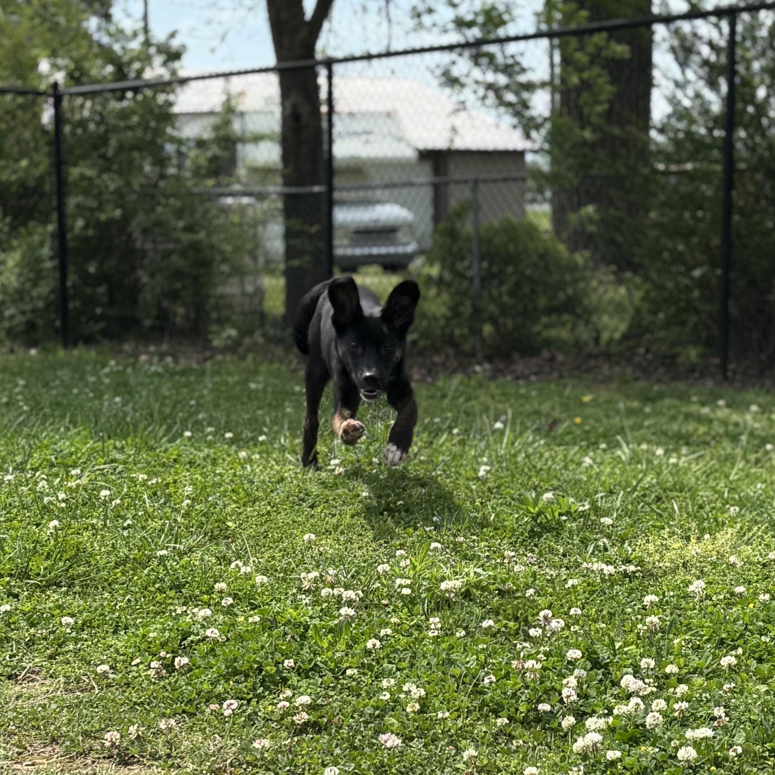 Enlarge Sandwich, an adopted mixed breed in Lowell, AR image 6/6