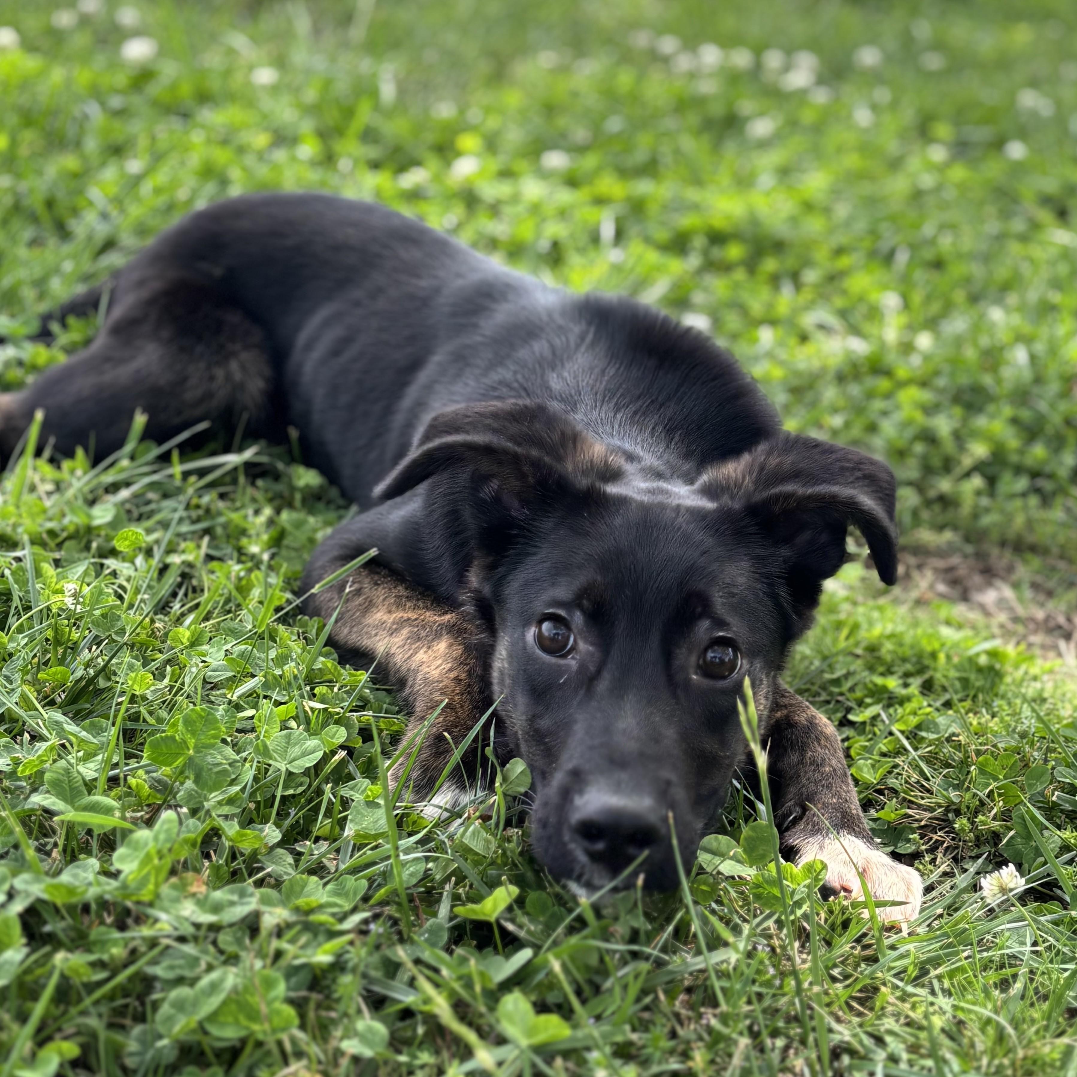 Enlarge Sandwich, an adopted mixed breed in Lowell, AR image 3/6