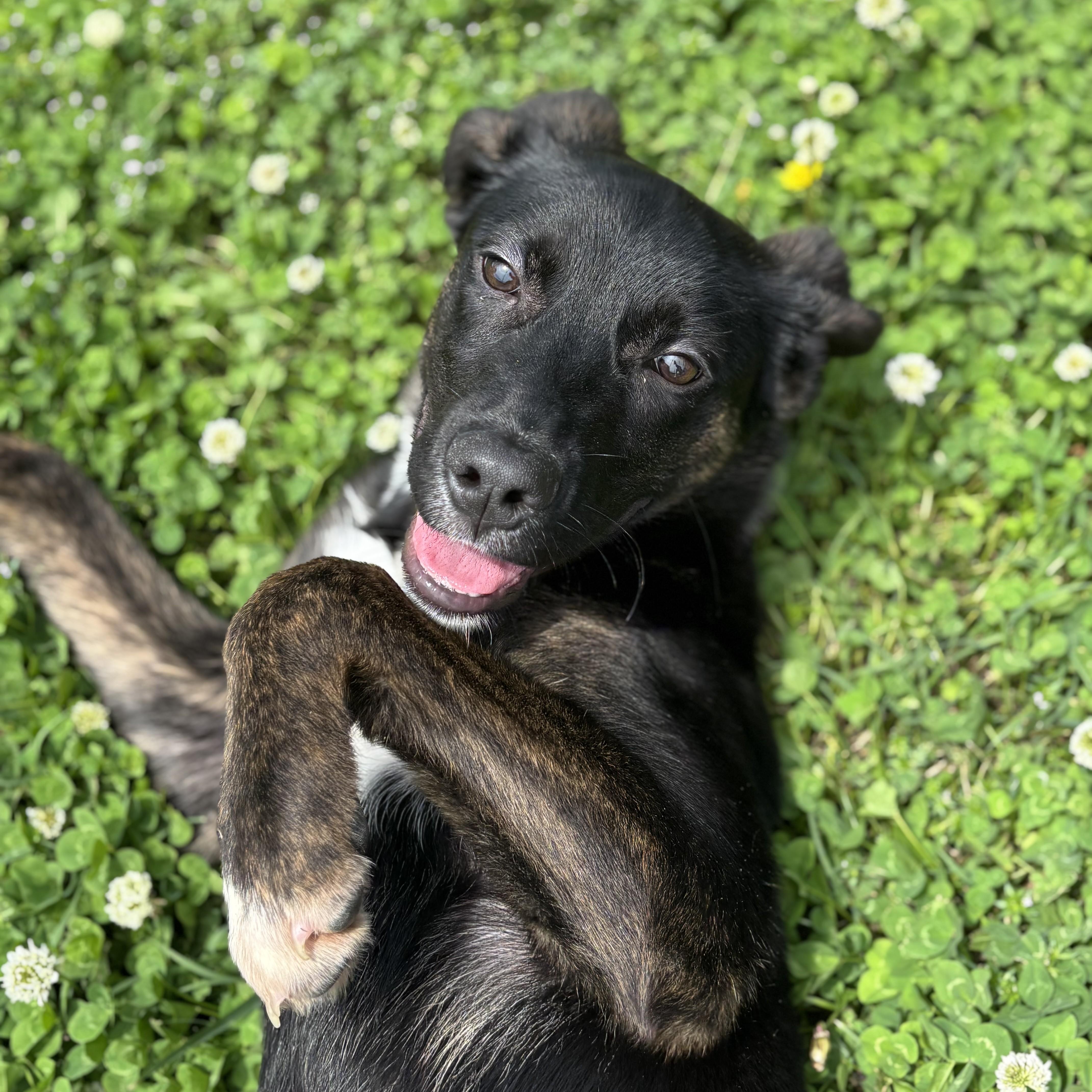 Enlarge Sandwich, an adopted mixed breed in Lowell, AR image 2/6