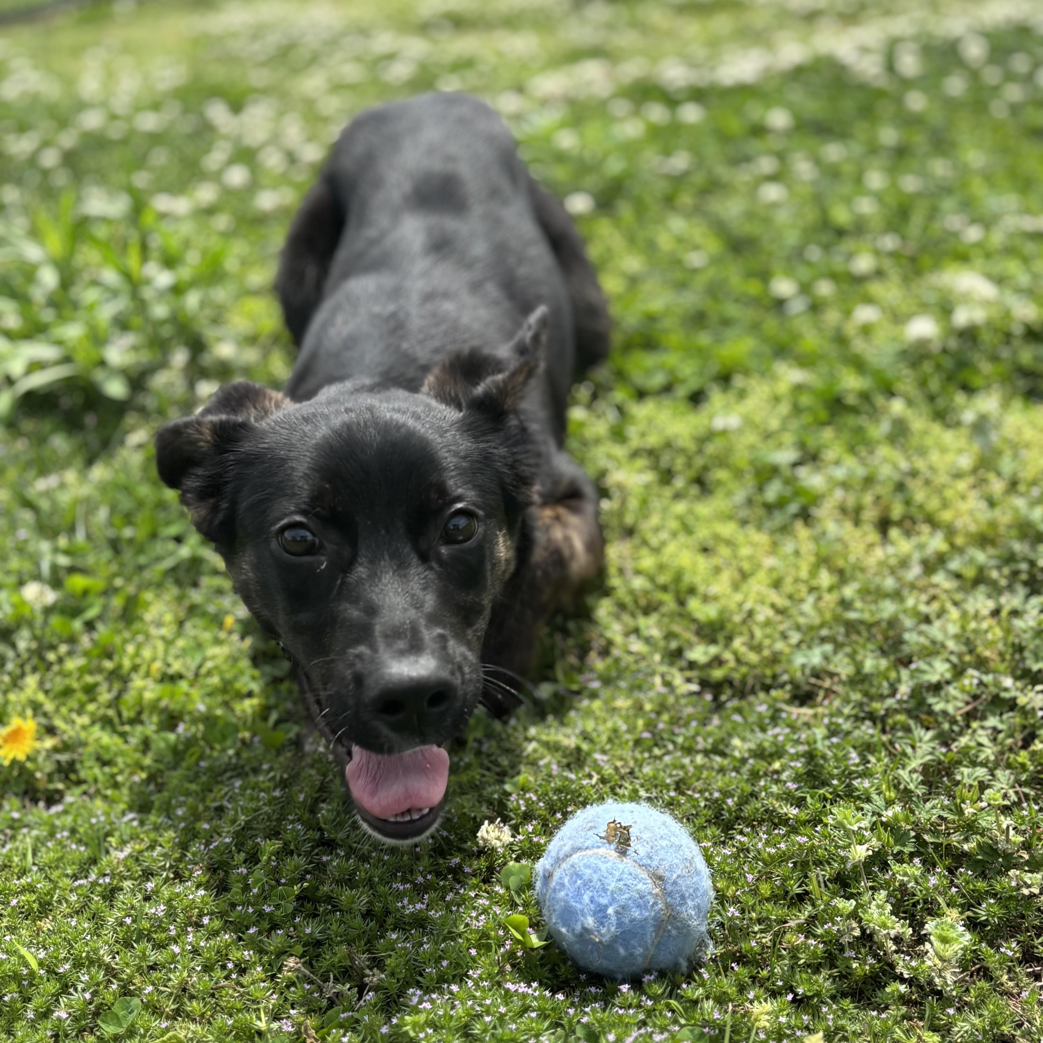 Enlarge Sandwich, an adopted mixed breed in Lowell, AR image 4/6