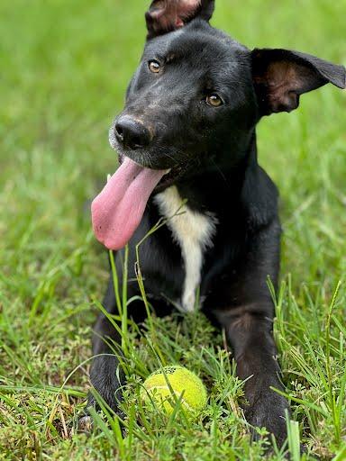 Macie Bird, Adult Female Border Collie