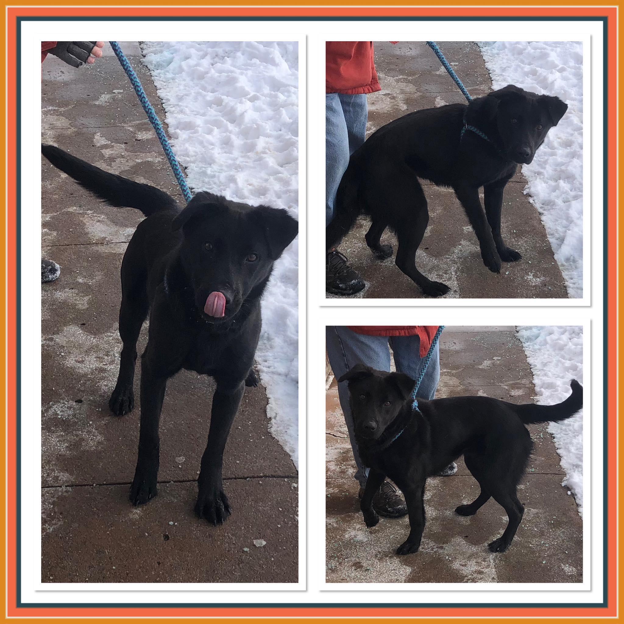 Enlarge CANAAN, a ADOPTABLE Mixed Breed in Buckhannon, WV image 1/1