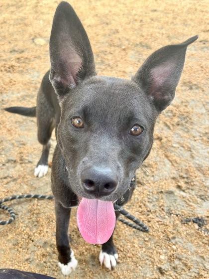 Lexi, an adopted Mixed Breed in Georgetown, TX image 2/2