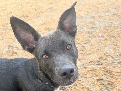 Lexi, adopted, Adult Female Mixed Breed.