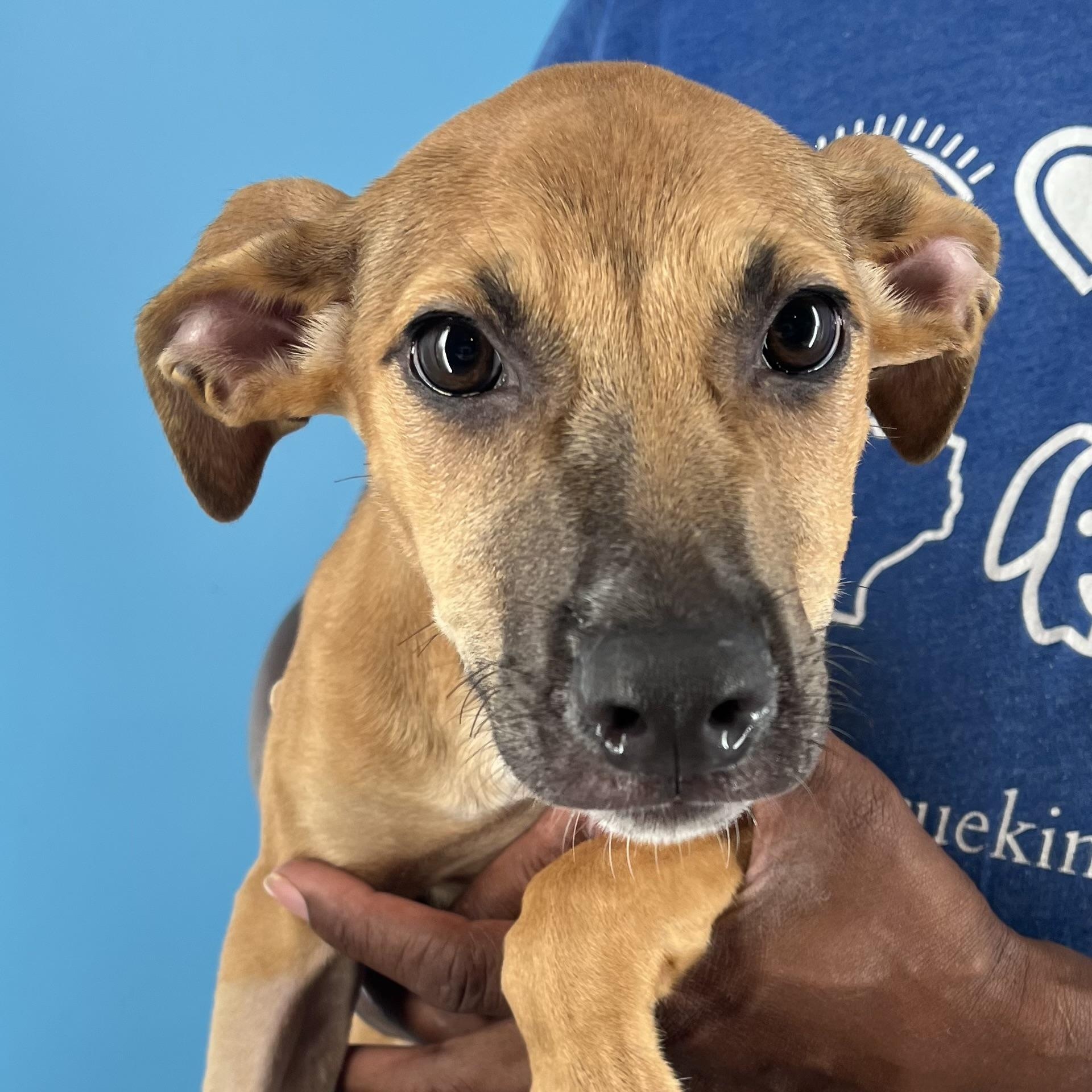Riley - Local August 22-24, Baby Male unknown