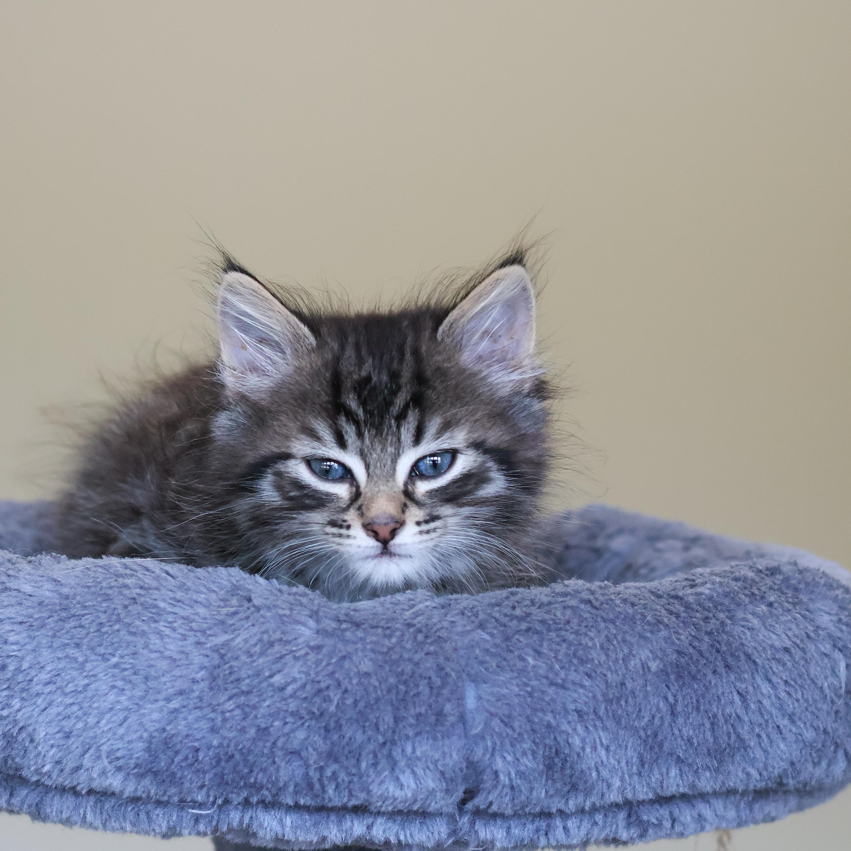 Pinecone, an adopted Domestic Short Hair in St. Ignace, MI image 2/2