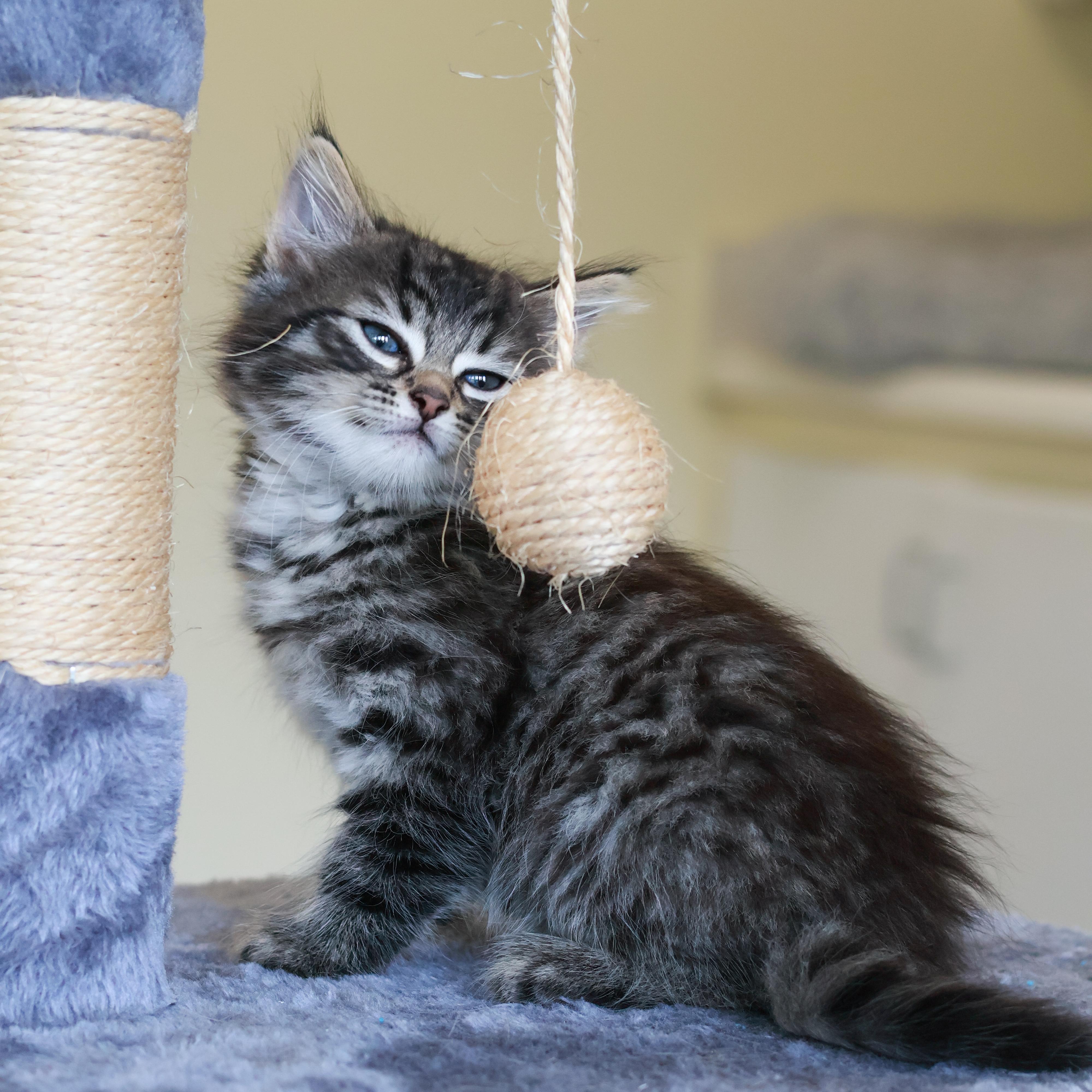 Pinecone, adopted, Kitten Female Domestic Short Hair.