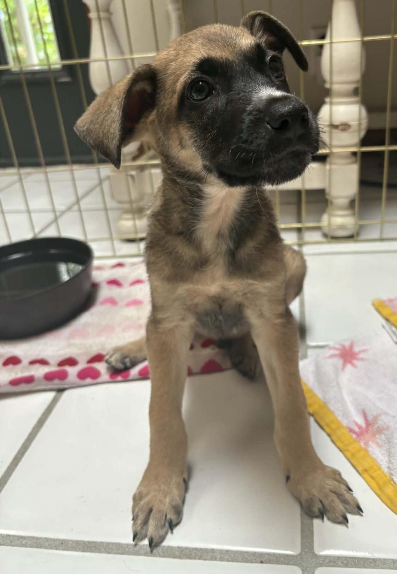 Hopper, ADOPTABLE, Puppy Male Shepherd.