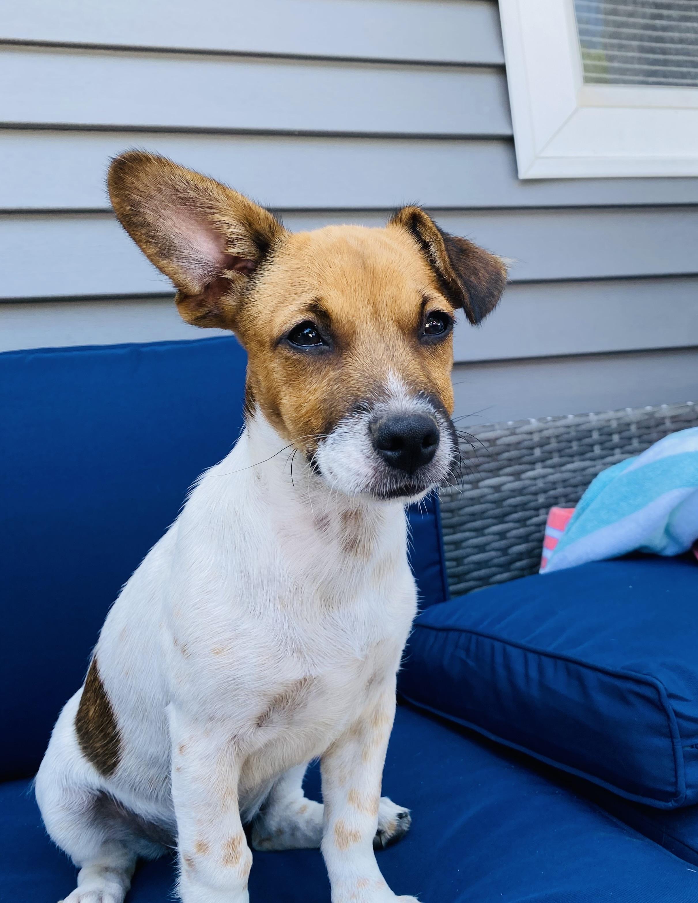 Pebbles, an adopted mixed breed in Copiague, NY image 2/5