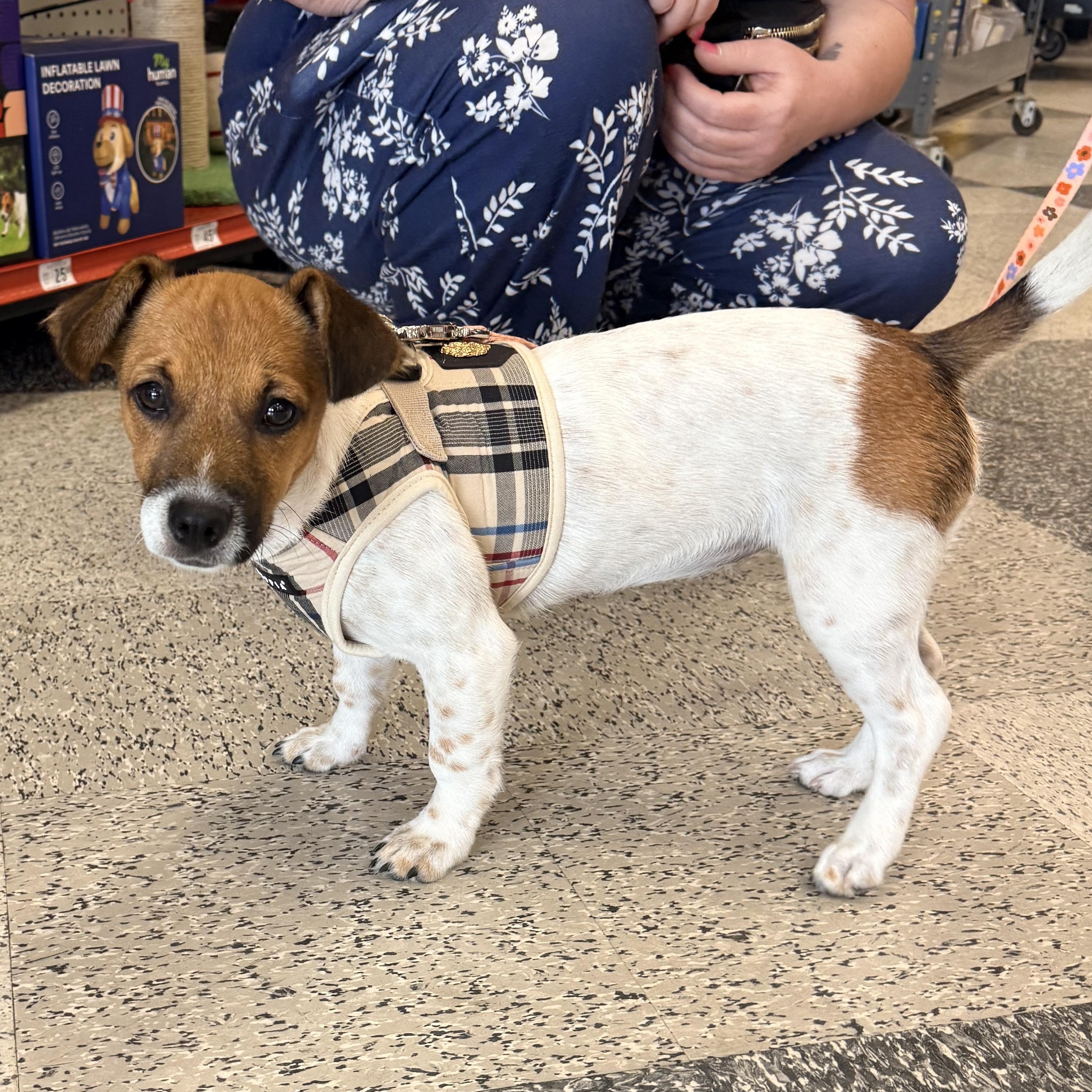 Pebbles, adopted, Puppy Female Jack Russell Terrier.