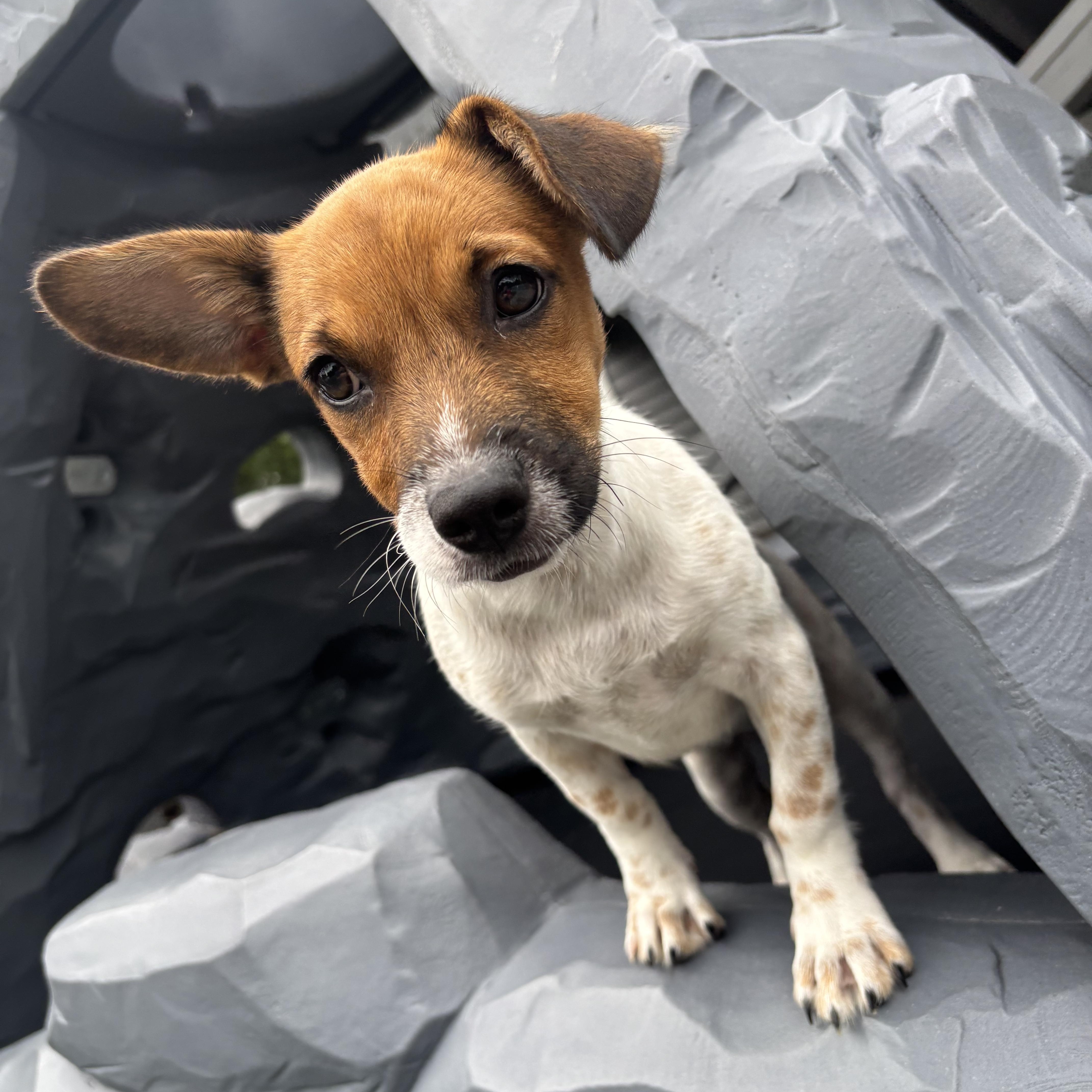 Pebbles, an adopted mixed breed in Copiague, NY image 4/5
