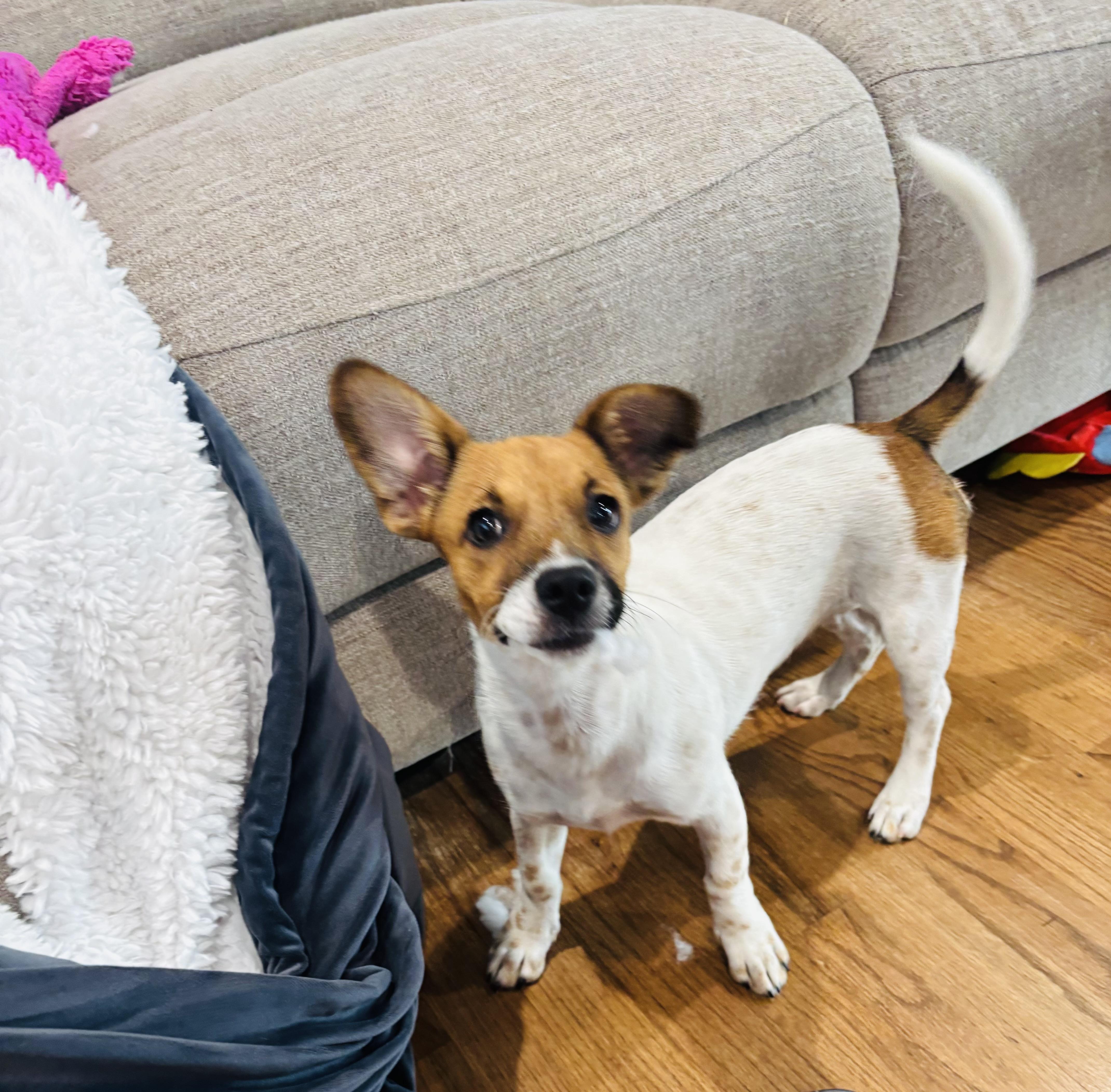 Pebbles, an adopted mixed breed in Copiague, NY image 5/5