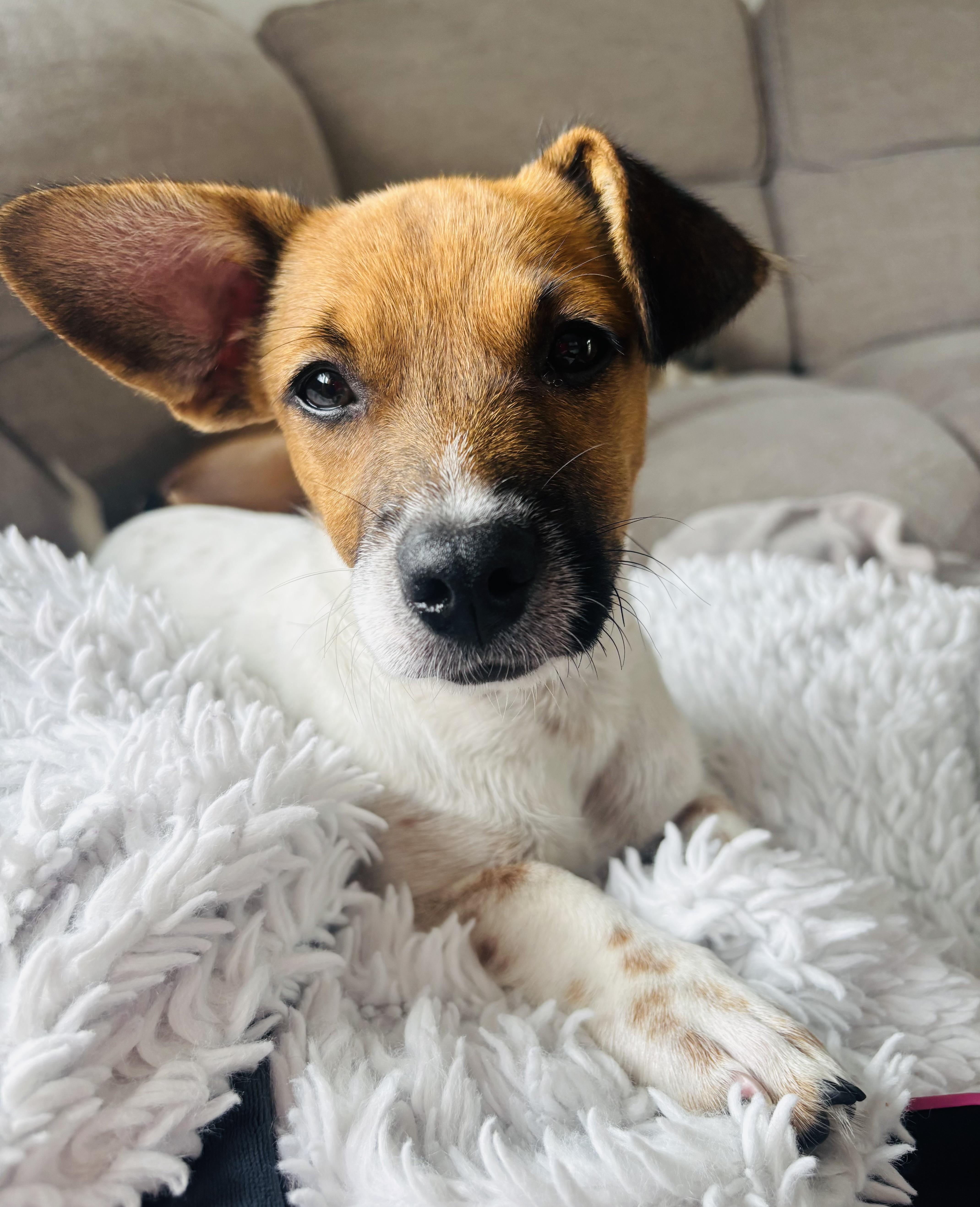 Pebbles, an adopted mixed breed in Copiague, NY image 3/5