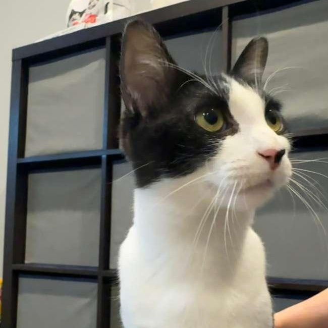 Mickey (bonded with Minnie), Adoptable, Kitten Male Domestic Short Hair.