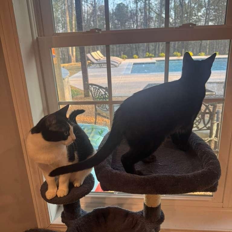 Enlarge Mickey (bonded with Minnie), a Adoptable Domestic Short Hair in Atlanta, GA image 2/5