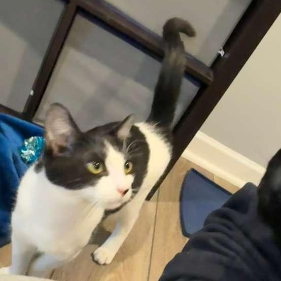 Enlarge Mickey (bonded with Minnie), a Adoptable Domestic Short Hair in Atlanta, GA image 3/5