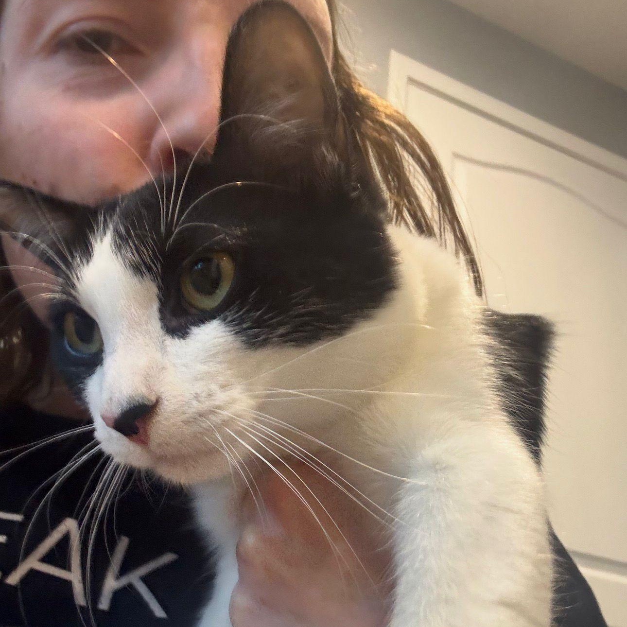 Enlarge Mickey (bonded with Minnie), a Adoptable Domestic Short Hair in Atlanta, GA image 4/5