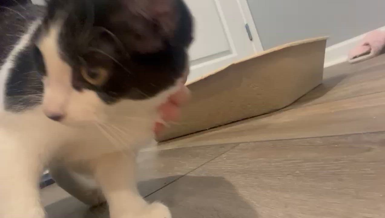 Enlarge Mickey (bonded with Minnie), a Adoptable Domestic Short Hair in Atlanta, GA video 5/5