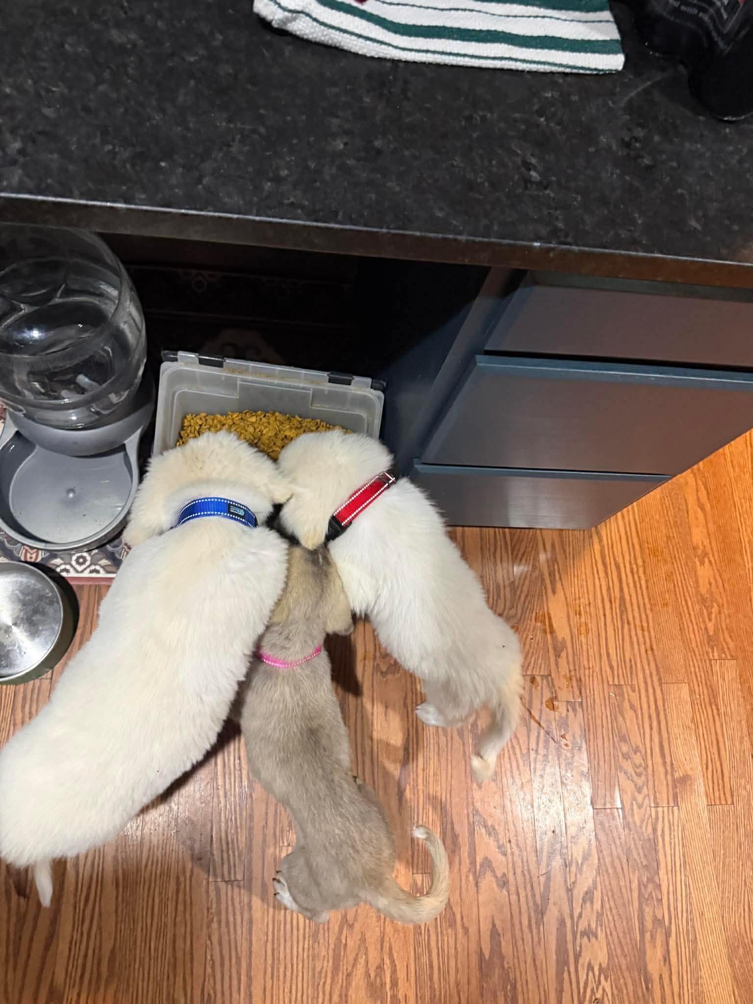 Boss, Adoptable, Puppy Male Great Pyrenees & Anatolian Shepherd.