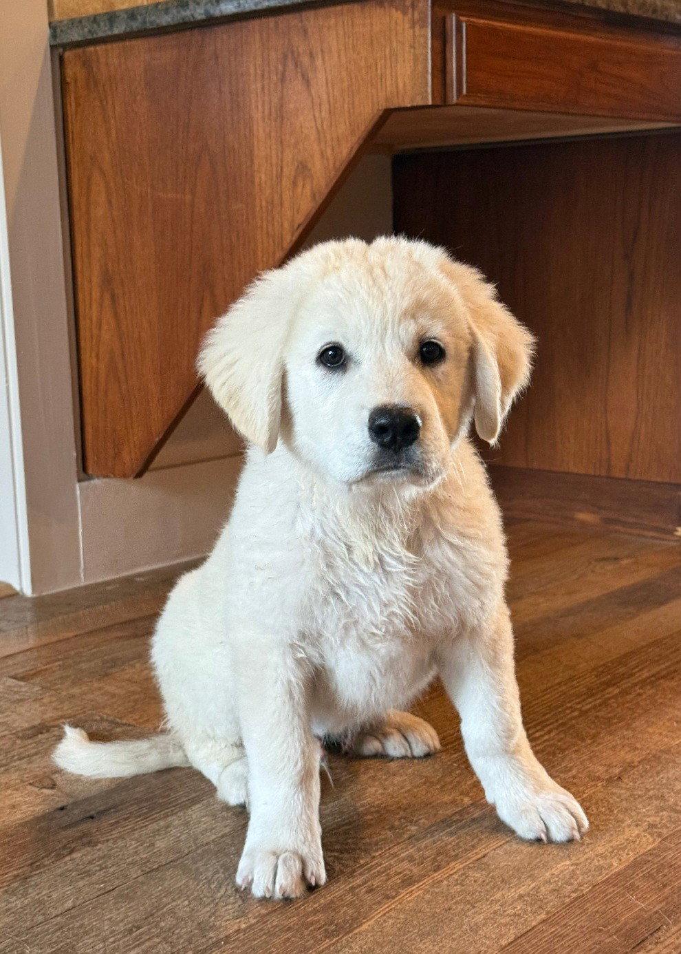 Enlarge Boss, a Adoptable mixed breed in Houston, TX image 2/3