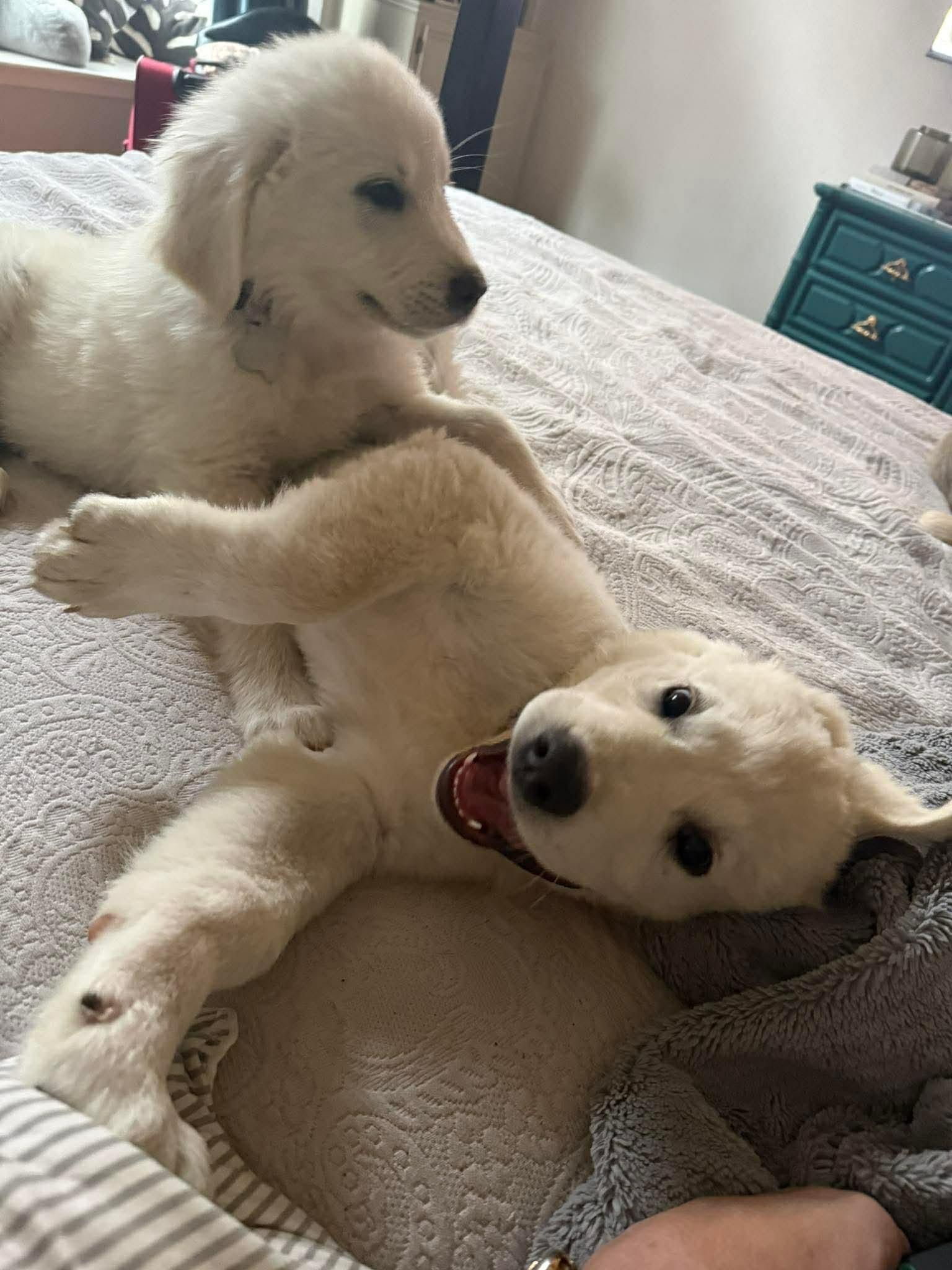 Enlarge Boss, a Adoptable mixed breed in Houston, TX image 3/3