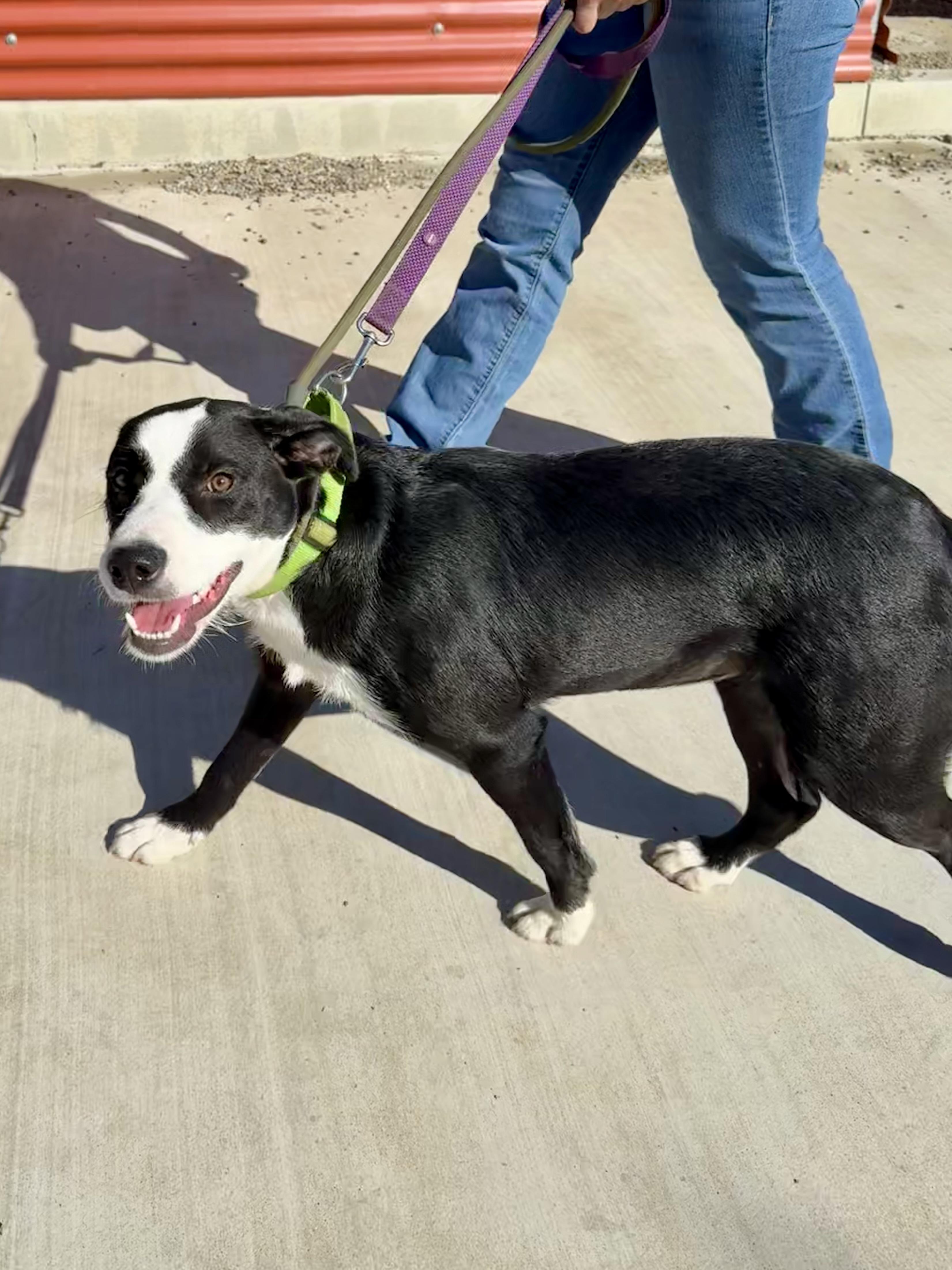 Viola, adoptable heeler